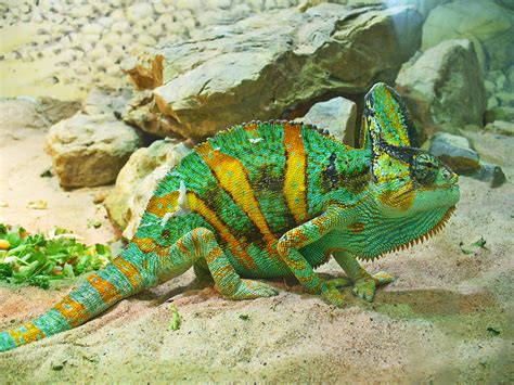 Chamaeleo calyptratus maschio e femmina