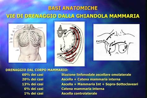 rappresentazione anatomica del sistema mammario femminile e cambiamenti ormonali