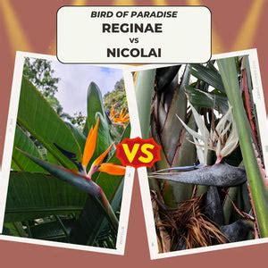 Tavola comparativa Strelitzia reginae vs Strelitzia nicolai