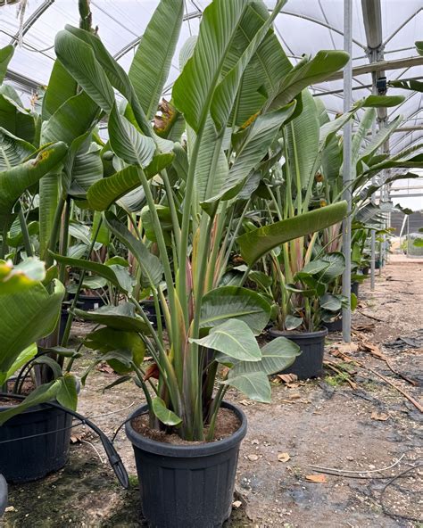 Strelitzia in posizione soleggiata