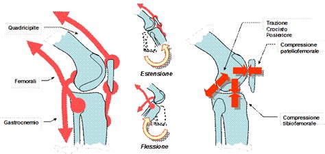Schema biomeccanico che mostra l'inclinazione del tronco durante la corsa con passeggino