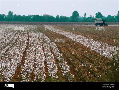 Campi di cotone in fiore