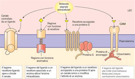 rappresentazione schematica dell'interazione molecolare tra alfa-lattoalbumina e recettori cellulari