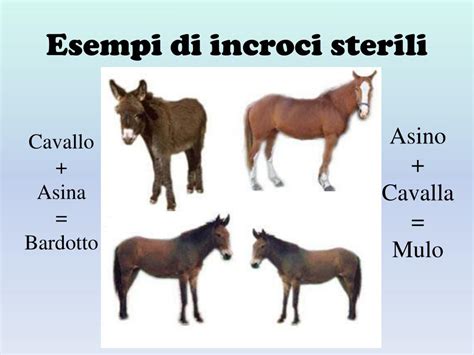 Differenze tra asino e cavallo nel folklore