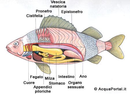 schema dell'apparato riproduttivo nei pesci teleostei