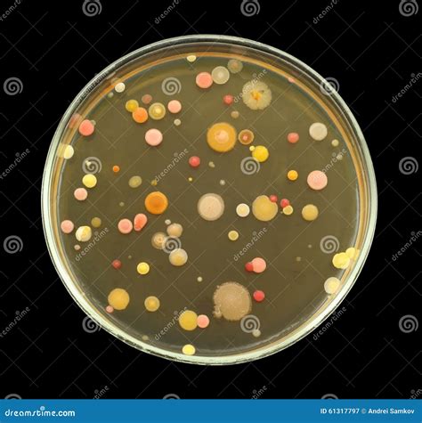 rappresentazione microscopica di colonie batteriche in un ambiente di laboratorio