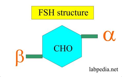 Molecule structure of FSH or LH