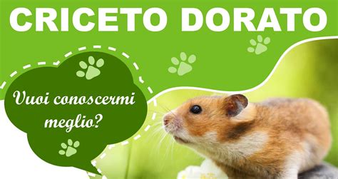 illustrazione anatomica di un criceto dorato con indicazione delle ghiandole laterali