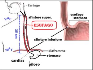 Diagramma del sistema digestivo superiore con sfintere esofageo