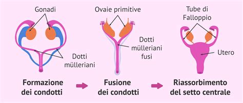 Sviluppo dei Dotti di Müller e Formazione dell'Utero
