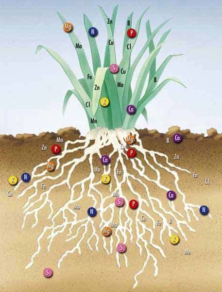 Schema che illustra i principali elementi nutritivi e il loro ruolo nelle piante