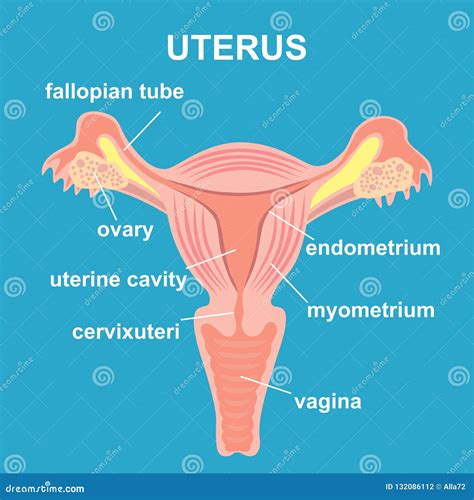 Illustrazione anatomica delle tube di Falloppio e del loro collegamento con ovaie e utero