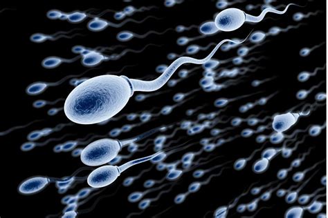 Spermatozoi in viaggio verso l'ovocita