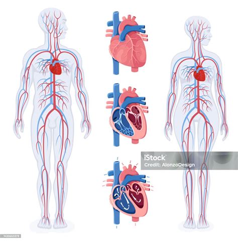 Diagramma del sistema circolatorio umano