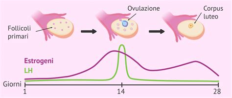 rappresentazione grafica del ciclo mestruale e picco dell'ormone LH