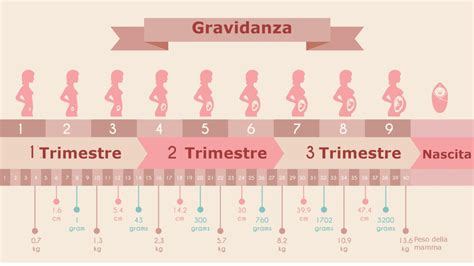 Timeline della gravidanza