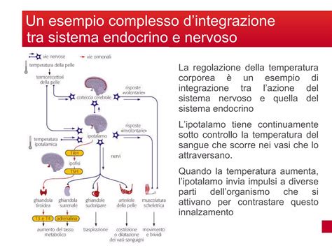 Meccanismo d'azione del Clomifene sul sistema endocrino riproduttivo