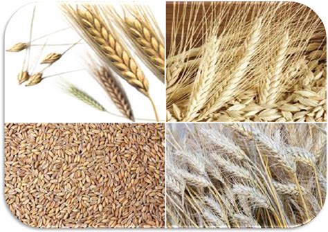Dettaglio ravvicinato della struttura in pula di farro: si nota la porosità del materiale naturale