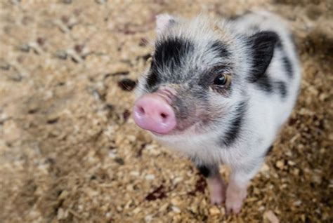 Maialino nano in un ambiente domestico