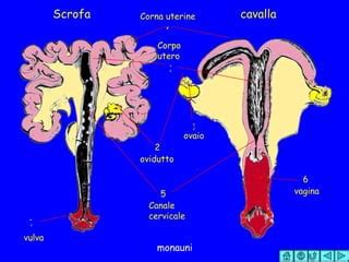 Illustrazione del ciclo riproduttivo della scrofa