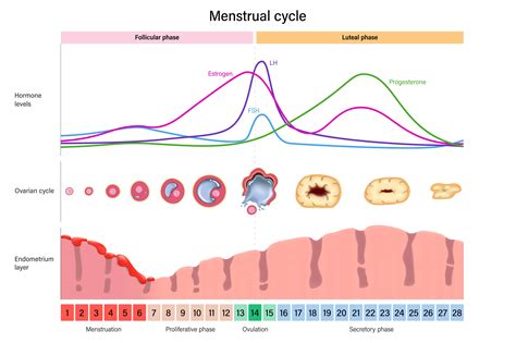 Graphic explaining the menstrual cycle and hormonal changes