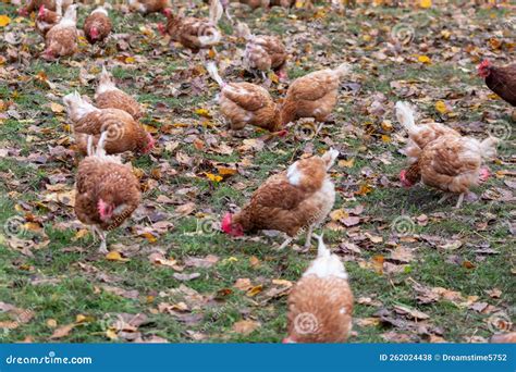 Galli e galline in allevamento
