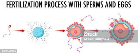 Diagramma che mostra il processo di spermiogramma