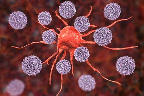 Cellule Natural Killer che attaccano un embrione