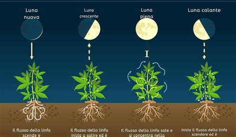 Influenza delle Fasi Lunari sul Concepimento