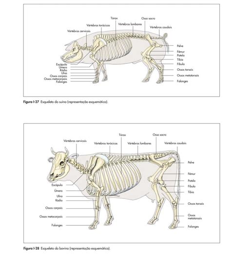 Schema comparativo dell'anatomia cervicale bovina e ovina