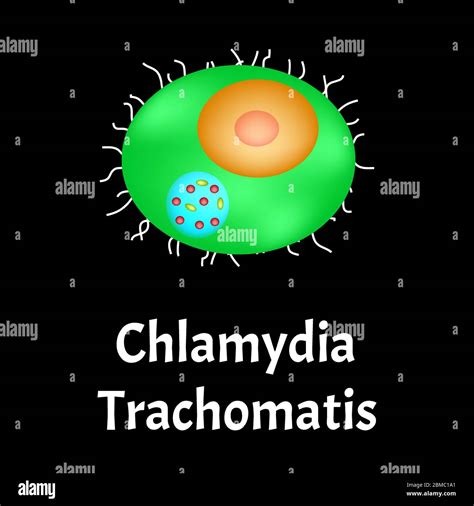 Illustrazione schematica del batterio Chlamydia trachomatis