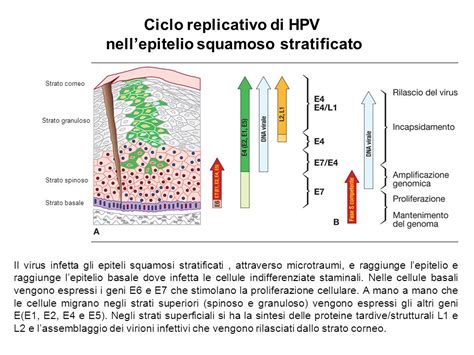 Rappresentazione schematica del virus HPV che infetta le cellule cervicali