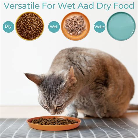 Gattini che esplorano ciotole d'acqua e cibo
