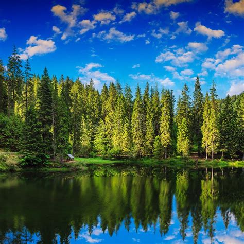 Foresta di conifere