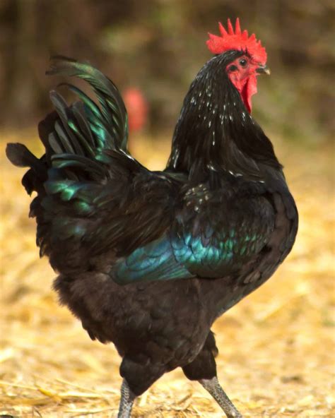 A black Valdarno chicken in a field