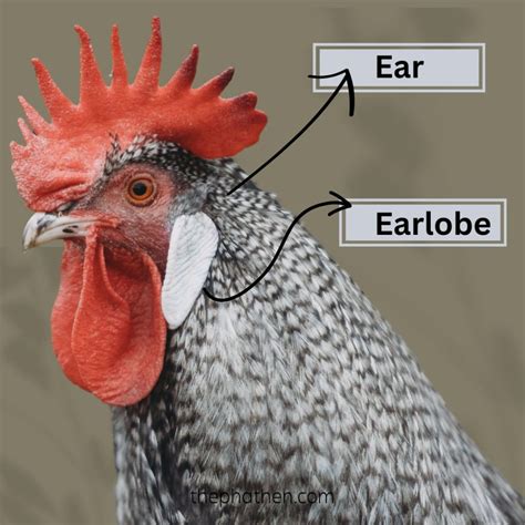 Diagram of chicken head showing comb, wattles, and earlobes