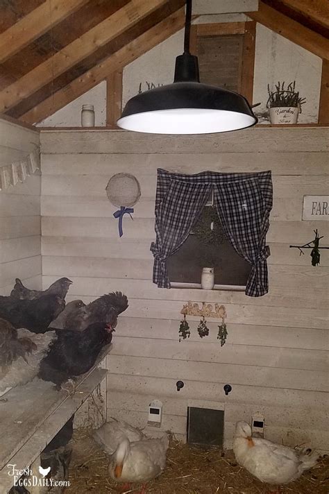 Chicken coop with adequate lighting