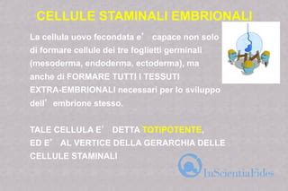rappresentazione schematica delle cellule staminali ematopoietiche contenute nel sangue cordonale
