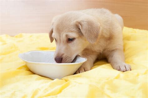 cucciolo di labrador che beve latte dalla madre