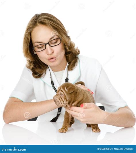 veterinario che esamina un cucciolo di labrador