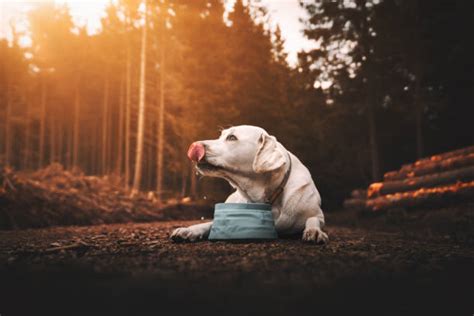 cucciolo di labrador che beve da una ciotola d'acqua all'aperto