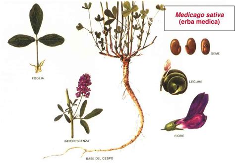 Pianta di Erba Medica con radici profonde