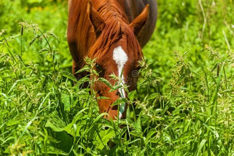 Cavallo che mangia pellet di erba medica in mangiatoia