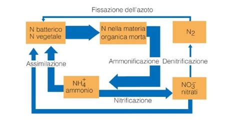 Processo di mineralizzazione dell'azoto organico nel suolo
