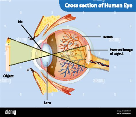 Sezione trasversale dell'occhio umano con enfasi sulla cornea e sulla superficie oculare