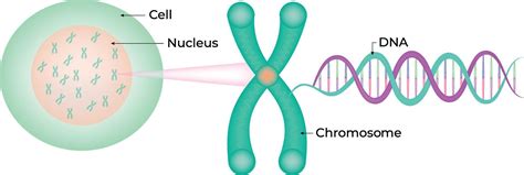 DNA strand and chromosome illustration