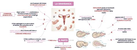 rappresentazione concettuale di una gravidanza nascosta