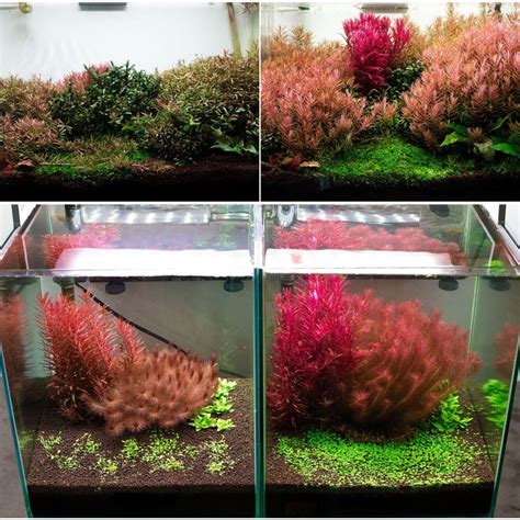 Importanza del substrato in acquario