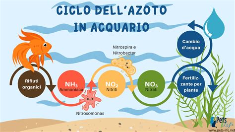 Ciclo dell'azoto nell'acquario