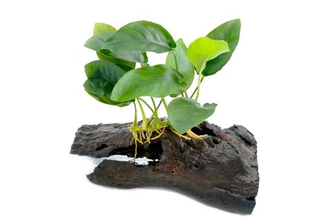 Anubias barteri nana ancorata a tronco
